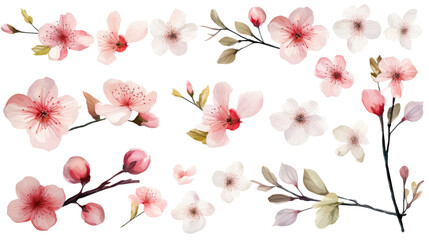 Wall Mural - set of watercolor wildflowers painting isolated on clear png background and transparent background. 