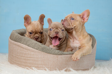 Wall Mural - A group of cute French bulldog puppies in an animal bed on a blue background looks at the camera