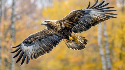 A golden eagle in flight with its wings spread wide, soaring above a backdrop of vibrant autumn foliage.