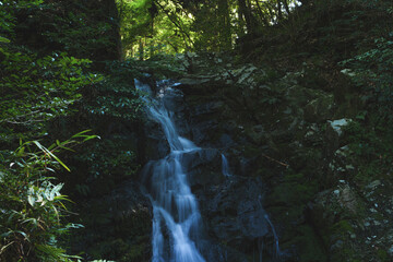 Wall Mural - waterfall in lush green forest