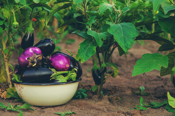 Wall Mural - Eggplant harvest in the garden. Selective focus.