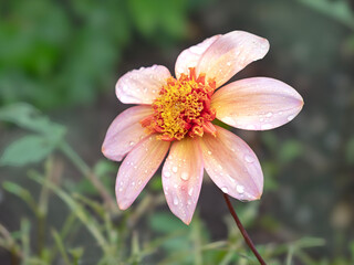 Wall Mural - Closeup of an apricot mignon Dahlia flower