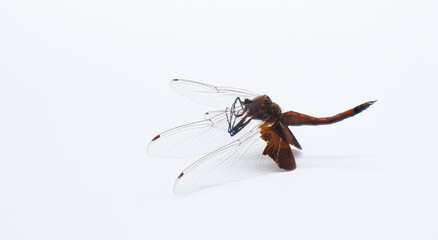 Wall Mural - Red Carolina Saddlebags Dragonfly - Tramea onusta - deceased as found. isolated on white background with copy space.Its habitats include ponds, lakes, swamps, and streams