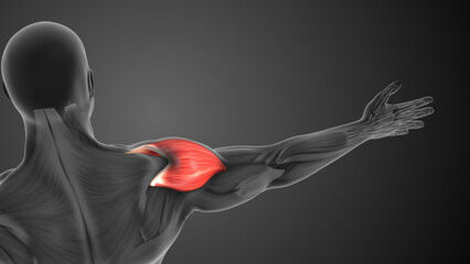 Wall Mural - Deltoid Muscle Soreness Impacting Arm and Shoulder