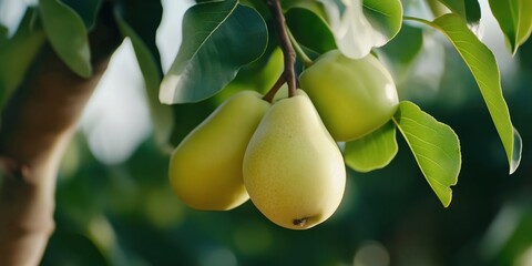 A UK Comice pear farm with ripe Comice pears on trees