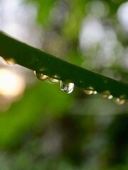 dew on a leaf. morning dew dripping from the treetops.