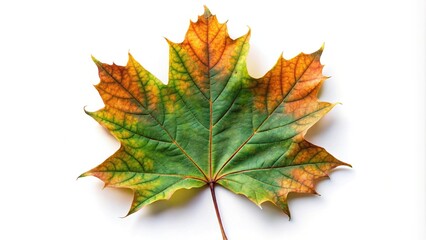 autumn maple leaf on white background