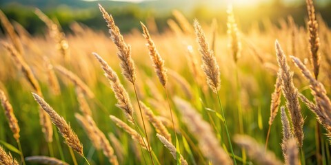 tall grass in a field on the countryside extreme close-up