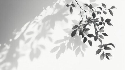 Shadow Overlay. Abstract Design with Black Tree Branch Silhouette on White Background