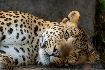 Fine art portrait of wild male leopard or panther or panthera pardus in isolated black background with eye contact at wildlife safari at jhalana forest reserve jaipur rajasthan india asia