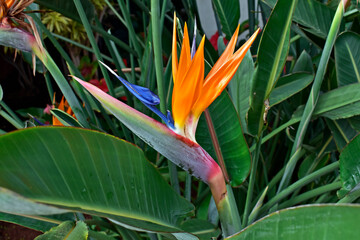 Bird of paradise flower (Strelitzia reginae) on tropical garden