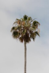 Close-up of a palm tree