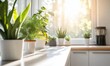 © Sebelas Studio - Bright kitchen with potted plants and sunlight streaming through windows.