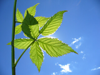 Young fresh twig of Blackberry bush with spring green leaves on blue sunny sky with sunlight - close-up shot. Topics: beauty of nature, sun energy, natural environment, vegetation, flora, macro