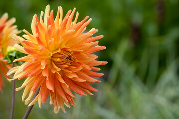 beautiful close-up of a Dahlia flower in summer bloom