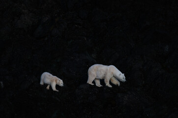 Wall Mural - polar bears on black beach in svalbard