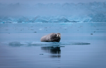 Wall Mural - bearded seal in svalbard