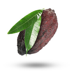 Poster - Cocoa pod with green leaves in air on white background