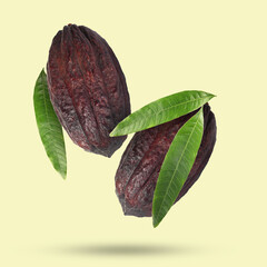 Cocoa pods and green leaves in air on color background