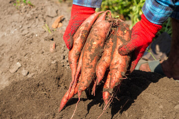 Man Holding Freshly Harvested Sweet Potato from Organic Farm in a Natural Vegetable Garden