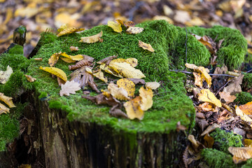 Autumn color captured with a macro lens. Poland.