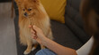 © Krakenimages.com - A woman offers a treat to her attentive pomeranian in a cozy living room setting.