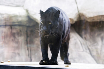 An Black panther resting in the zoo.