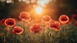 © pete99 - A field of red poppies with the sun setting behind them.