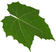 © Semoga - Green leaf texture on transparent background, PNG