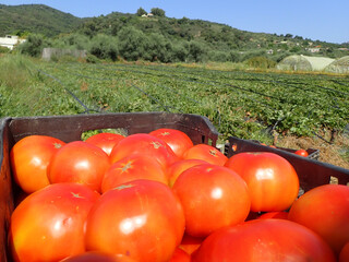 picking fresh tomatoes in plastic crates in green field, red tomatoes in crate in greenhouse and in 