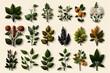 © Thanyarat - Herbs, visualized in a retro botanical style, showing detailed drawings of medicinal plants such as ginseng, ashwagandha, and turmeric in a herbal guide