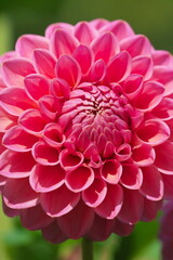 Pink Dahlia flowers background.