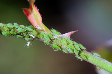 Wall Mural - Greenfly aphids on rose shoot.