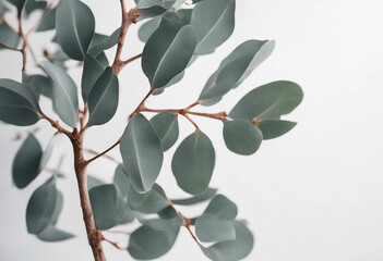 Beautiful eucalyptus branch isolated on white background