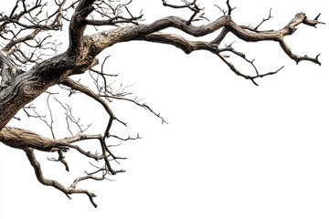 Photograph of an old, dead tree with branches, isolated on a white background. 