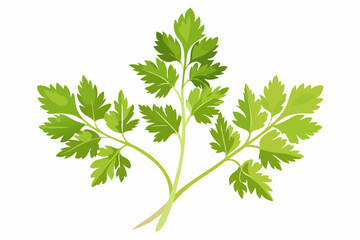 Poster - Parsley fresh herb isolated on a white background