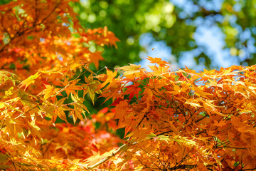 Golden autumn maple leaves in the sunshine