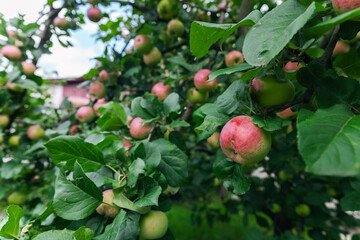 Wall Mural - Close-up of a cluster of apples hanging from a tree branch. The apples are a mix of red and green, indicating they're ripening well. The surrounding leaves are vibrant.