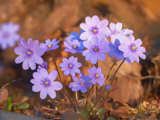 Blue anemones in evening sun