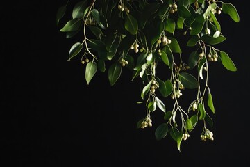 Canvas Print - Green Leaves and Buds on Black Background