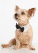 © becky - Norwich Terrier wearing bowtie