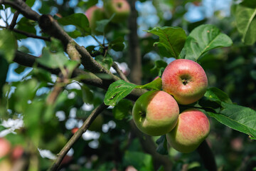 Wall Mural - Close-up of a cluster of apples hanging from a tree branch. The apples are a mix of red and green, indicating they're ripening well. The surrounding leaves are vibrant.