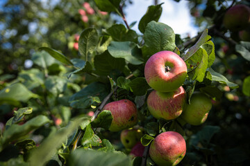 Wall Mural - Close-up of a cluster of apples hanging from a tree branch. The apples are a mix of red and green, indicating they're ripening well. The surrounding leaves are vibrant.