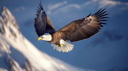  The Mighty Hunter : Bald Eagle Captured in Stunning 35mm Detail	