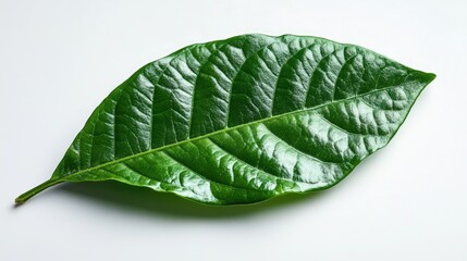 Bright green leaves on white isolated background.