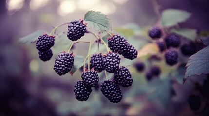 Ripe Blackberries on Green Branches in Nature