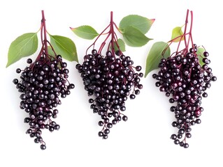 Wall Mural - Set of three bunches of elderberries isolated on a white background