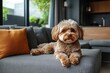 © kvladimirv - Adorable Dog Lounging on Modern Sofa in Stylish Living Room