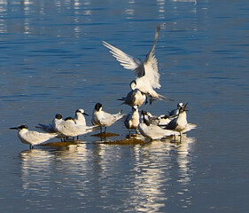 geese in the water