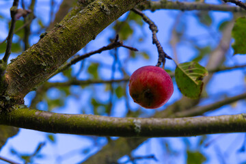 red apple on a tree